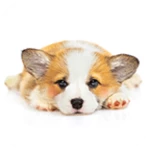 Logo of Puppy Eyes android Application 